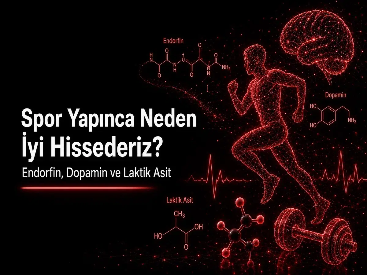 Spor yapınca endorfin, dopamin ve laktik asit rolü; TYT günlük hayat kimyası blog kapak görseli