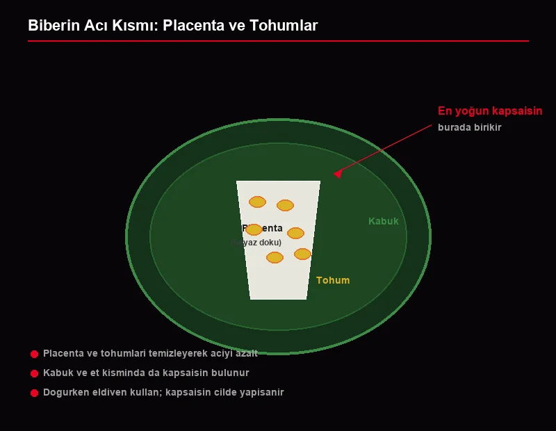 Biber kesiti diyagramı: placenta beyaz doku, tohumlar ve kabuk; kapsaisinin en yoğun olduğu bölge işaretli