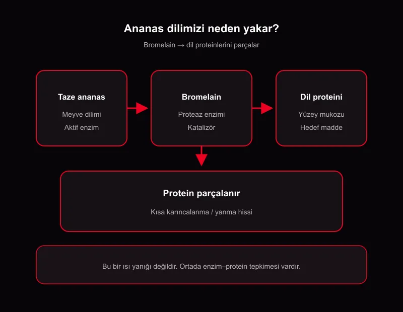 Ananas neden dilimizi yakar: bromelain enzimi dil proteini parçalama ve karıncalanma şeması