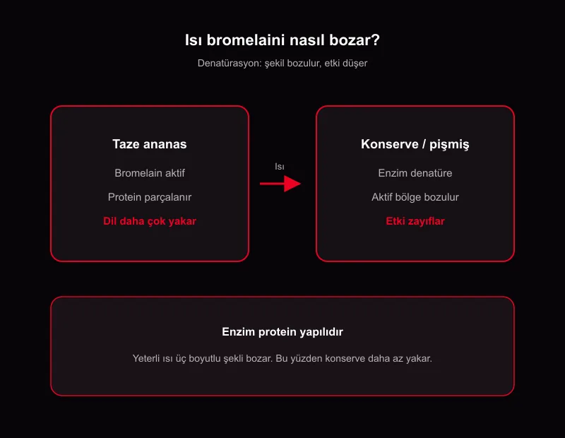 Taze ananas konserveden neden daha çok yakar: bromelain ısı denatürasyon karşılaştırma şeması