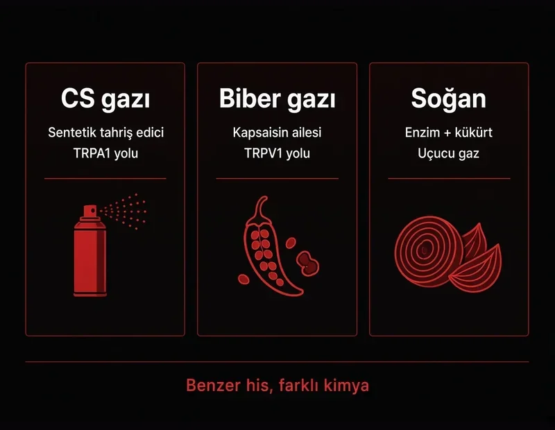 CS gazı biber gazı farkı TRPA1 TRPV1: molekül, reseptör yolu ve kaynak karşılaştırma şeması