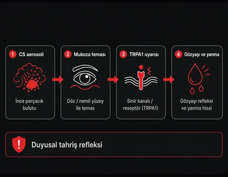 Göz yaşartıcı CS gazı etki akışı: aerosol, mukoza teması, TRPA1 uyarısı ve gözyaşı refleksi şeması