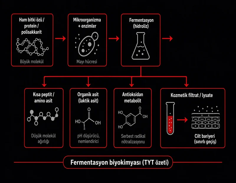 Fermente kozmetik biyokimya akış şeması: ham substrat mikroorganizma enzim hidroliz peptit organik asit filtrat cilt bariyeri TYT kimya