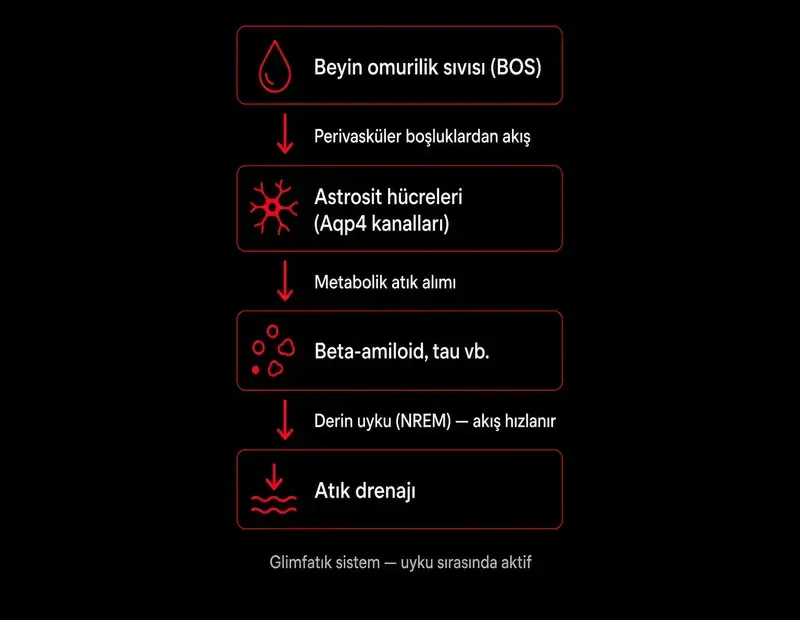 Glimfatik sistem akış şeması: BOS perivasküler boşluk, astrosit Aqp4 kanalları, beta-amiloid atığı, derin uyku NREM ve drenaj