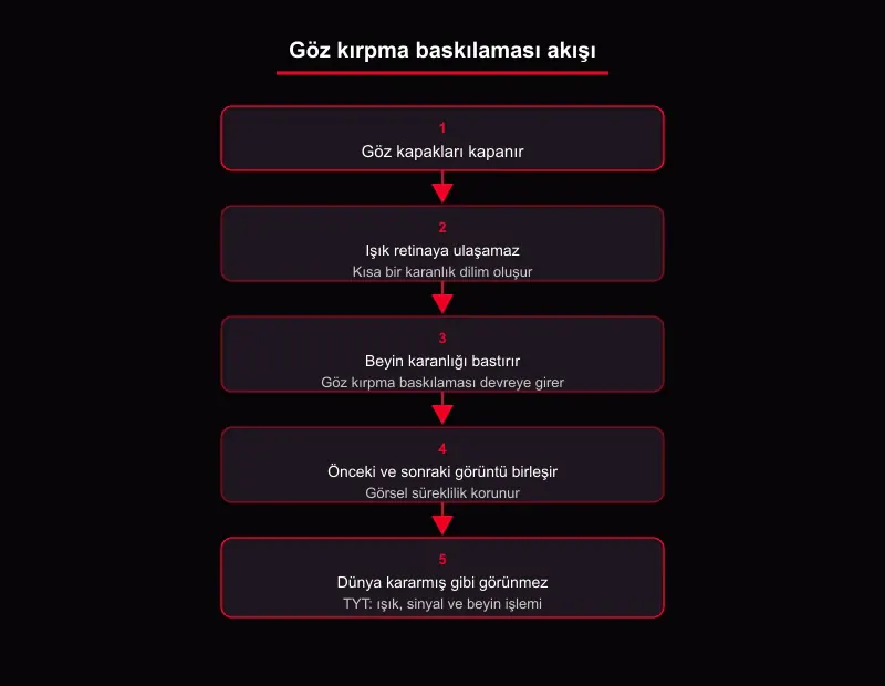 Göz kırpma baskılaması (blink suppression) akış şeması: kapak kapanır, retina karanlığa düşer, beyin bastırır, görsel süreklilik korunur