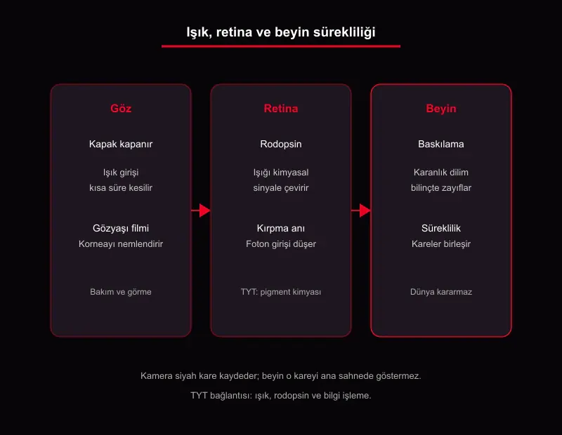 Rodopsin ve blink suppression şeması: göz kapağı, retina pigmenti, beyinde görsel süreklilik ve karanlık dilimin baskılanması
