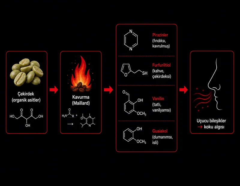 Kahve aroma kimyası şeması: çekirdek kavurma Maillard tepkimesi uçucu bileşikler koku algısı