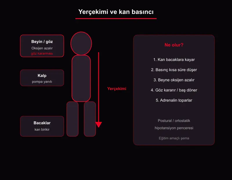 Postural hipotansiyon şeması: ayağa kalkınca yerçekimi, bacaklarda kan birikimi, beyne oksijen azalması ve göz kararması