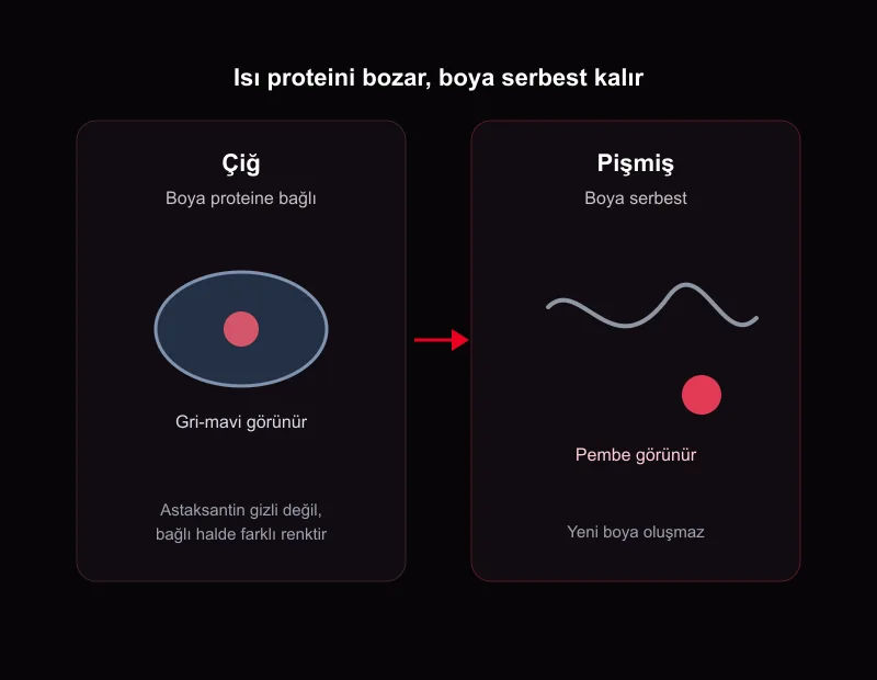 Çiğ karideste astaksantin proteine bağlıdır; ısı proteini bozunca boya serbest kalır ve kabuk pembe görünür