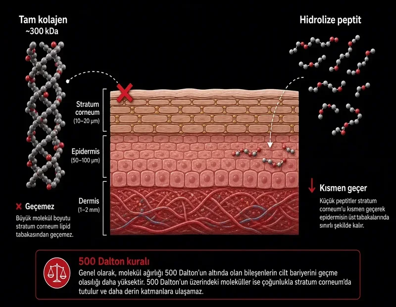 500 Dalton kuralı şeması: stratum corneum cilt bariyeri, tam kolajen makromolekül geçiş sınırı, hidrolize kolajen peptit TYT kimya diyagramı
