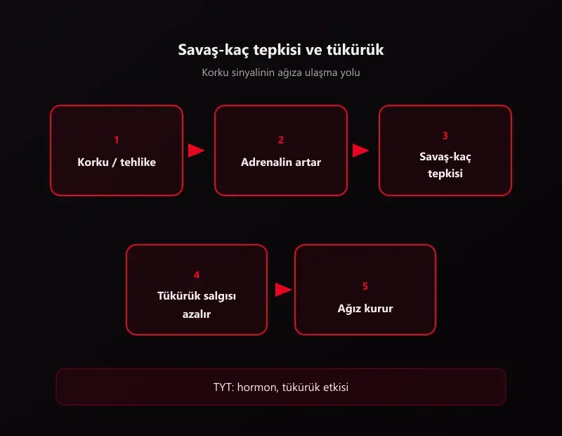 Korkunca ağız kurur şeması: korku, adrenalin, savaş-kaç tepkisi, tükürük azalması ve ağız kuruması