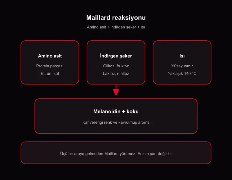 Maillard reaksiyonu nedir: amino asit, indirgen şeker ve ısı ile melanoidin şeması