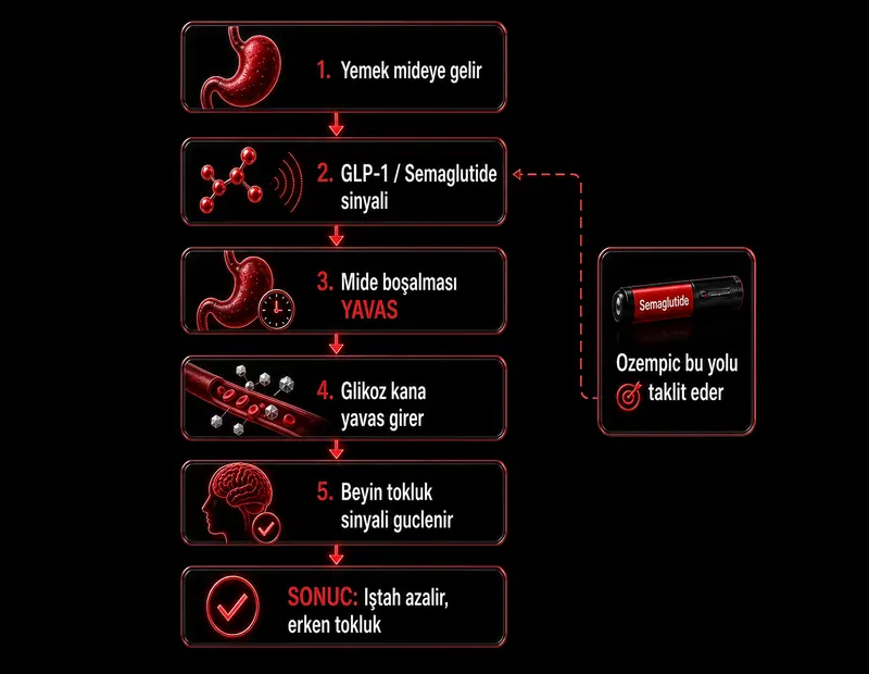 Mide boşalması tokluk GLP-1 şeması: semaglutide ile mide boşalması yavaşlar, glikoz kana geç yavaş girer, beyin tokluk sinyali güçlenir