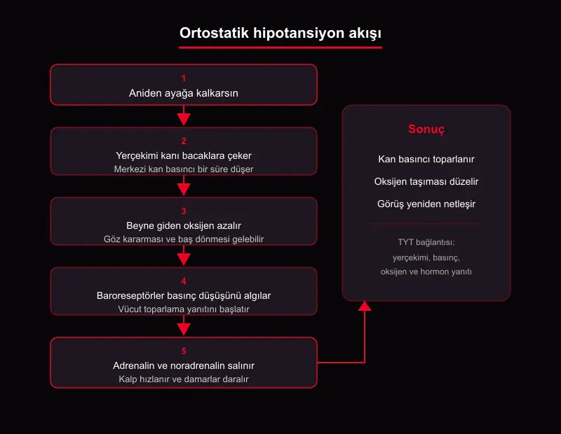 Ortostatik hipotansiyon akış şeması: ayağa kalkınca yerçekimi, basınç düşüşü, baroreseptör algısı, adrenalin ve noradrenalin ile toparlanma