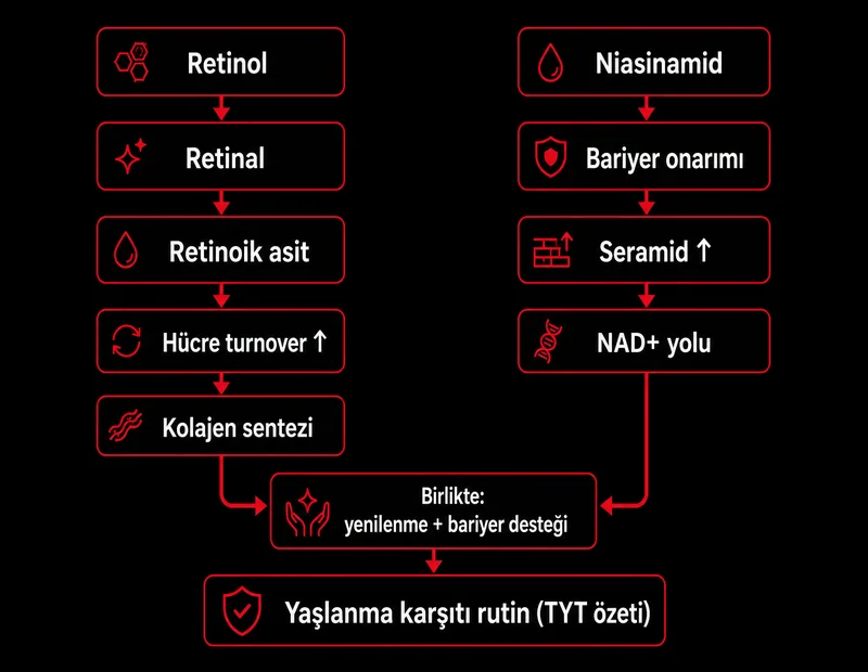 Retinol niasinamid uyum şeması retinoik asit turnover kolajen niasinamid bariyer seramid yaşlanma karşıtı TYT kimya