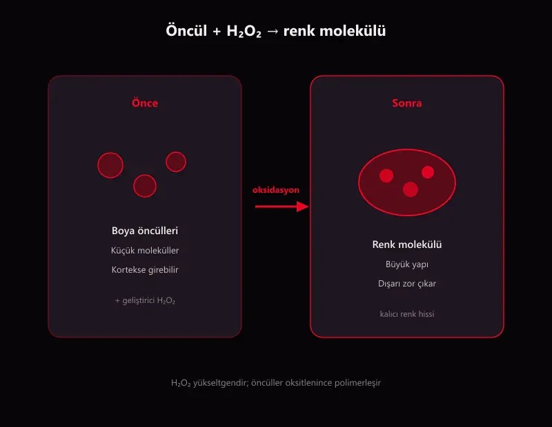 Kalıcı saç boyasında hidrojen peroksit H2O2 ile boya öncülü oksidasyonu ve molekül büyümesi karşılaştırması şeması