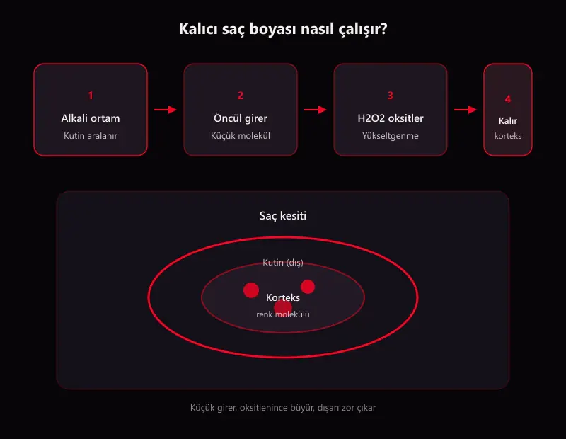 Saç boyası neden kalıcıdır: kutikula açılması, boya öncülü girişi, peroksit oksidasyonu ve molekül büyümesi şeması