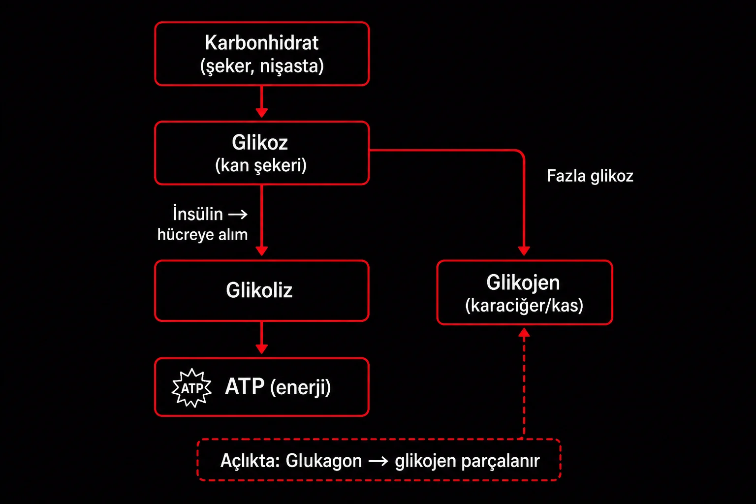 Şeker vücutta enerji döngüsü akış şeması: karbonhidrat glikoz, insülin hücre alımı, glikoliz ATP ve glikojen deposu