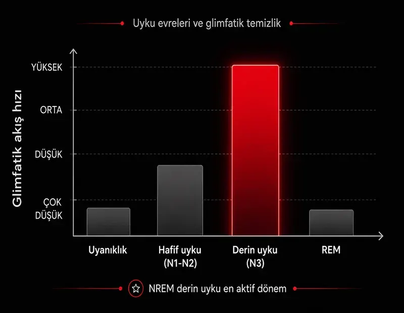 Uyku evreleri glimfatik aktivite grafiği: uyanıklık, hafif uyku, derin uyku N3 en yüksek akış, REM düşük temizlik