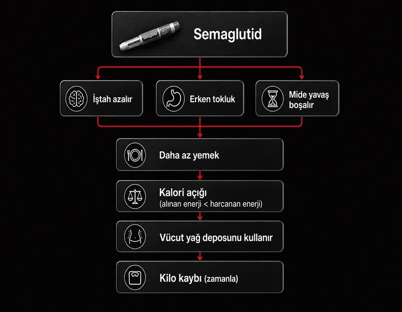 Wegovy kilo kaybı şeması: semaglutid iştah azaltır, kalori açığı oluşur, vücut yağ deposunu kullanır