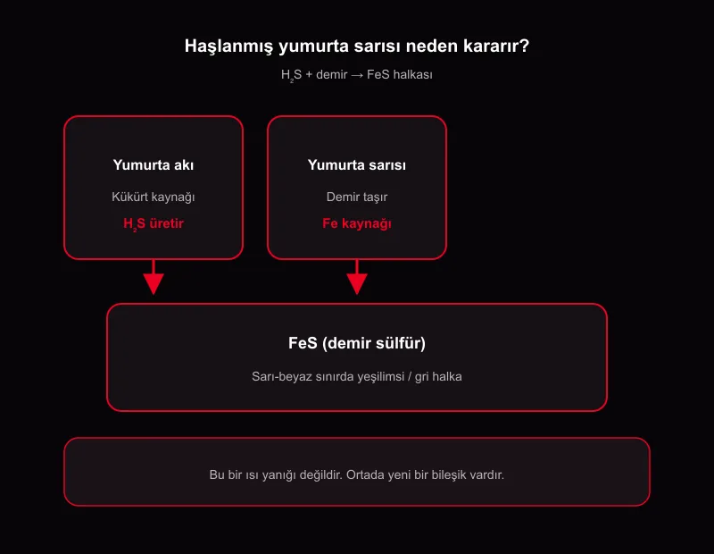 Haşlanmış yumurta sarısı neden kararır: yeşil halka, gri halka, H2S ve FeS oluşum şeması